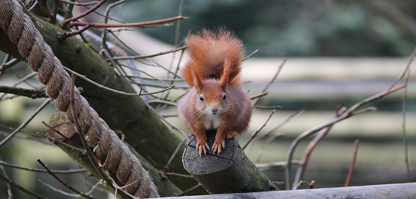 red squirrel