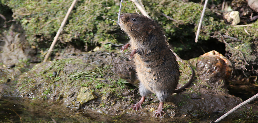 water vole