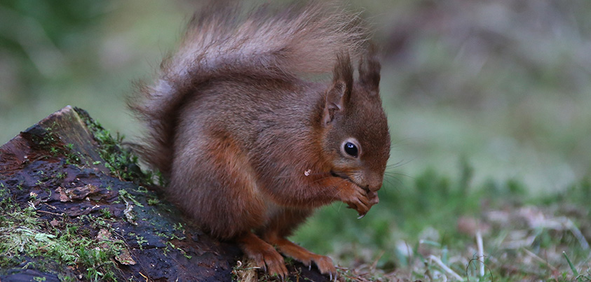 red squirrel