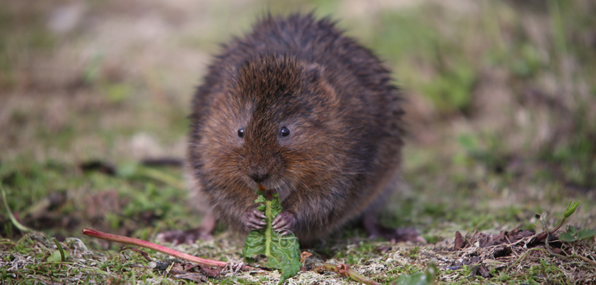water vole