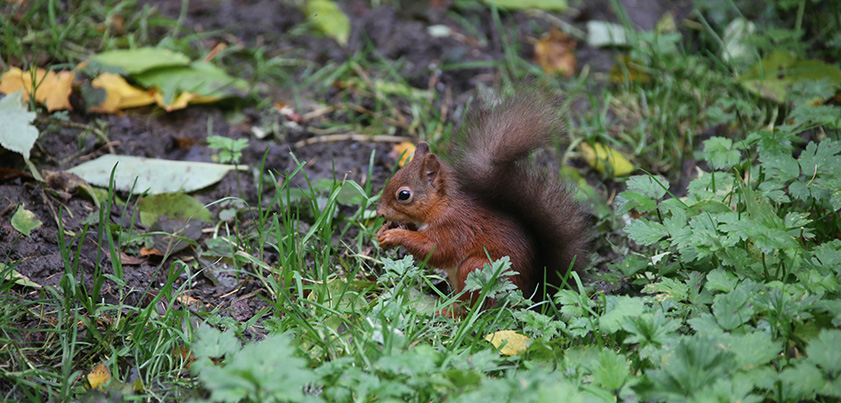 red squirrel