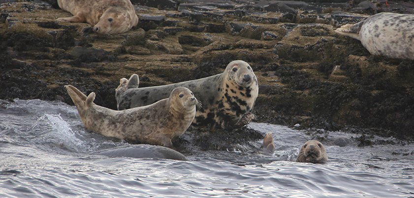 seals