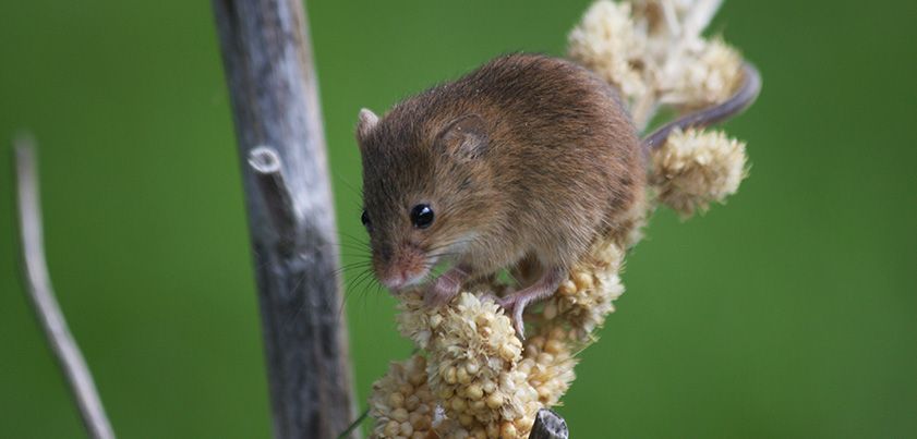 harvest mouse