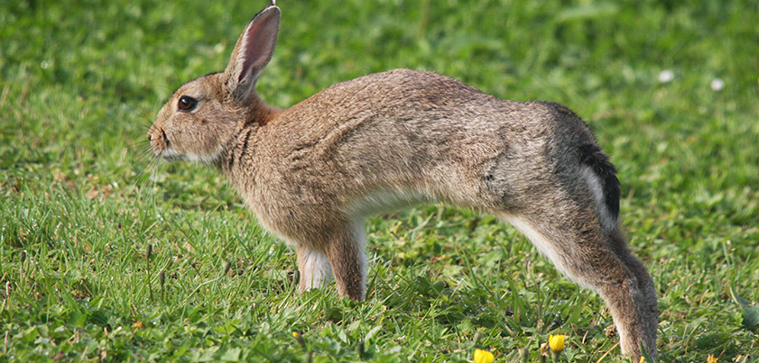 rabbit uist
