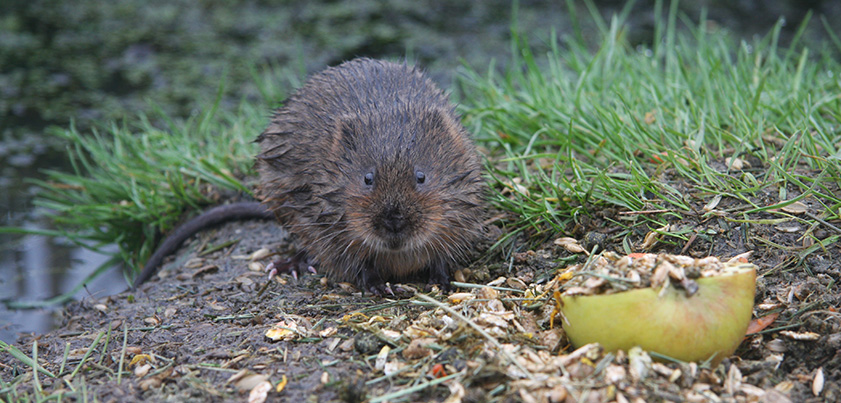 water vole