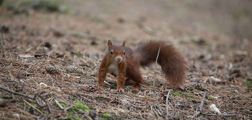 red squirrel