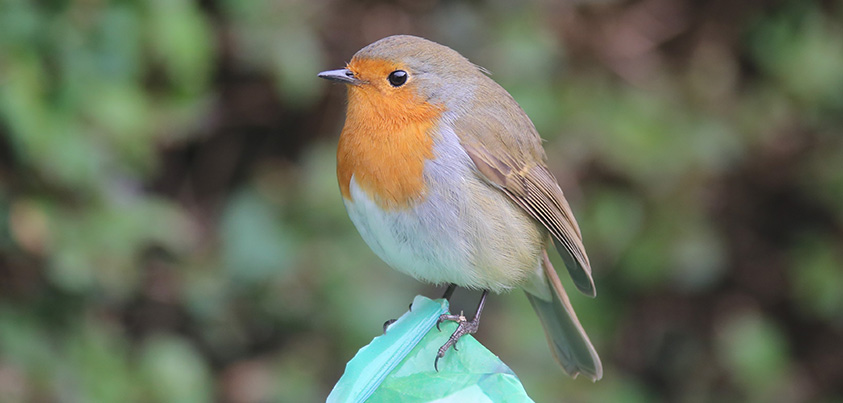 robin